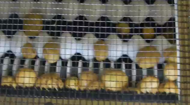 PATATES BOYLAMA MAKİNASI